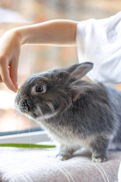 istock The girl holds a rabbit in her arms. Rabbit eats from hands. 2175810328