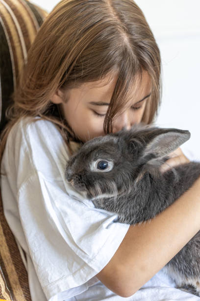 istock A girl with a rabbit. Gray rabbit in hands. Rabbit close-up. 2175810334