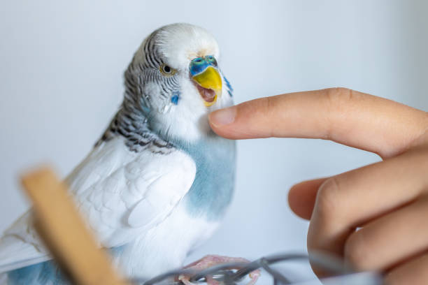istock Blue and white budgerigar. Pets concept and domestic birds. 2175810368