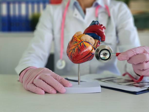 istock Cardiologist examines a heart model with a stethoscope 2175810755