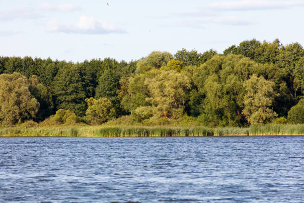 istock Green trees on the horizon on the lake shore 2175812963