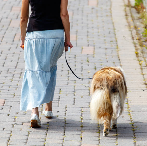 istock A woman is walking her dog on a brick walkway 2175813430