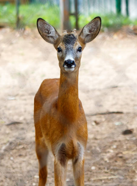 istock A deer is standing in a dirt field 2175813507