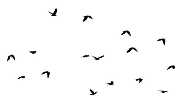 istock Flock of birds isolated on white background 2175813517