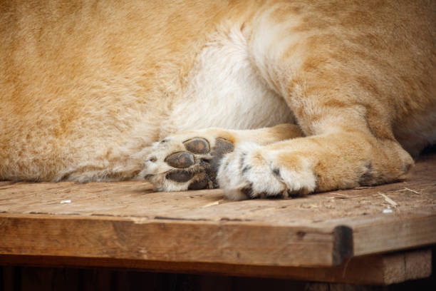 A lion's paw is shown on a wooden surface. The paw is large and has a lot of nails. Concept of strength and power, as the lion is a symbol of these qualities