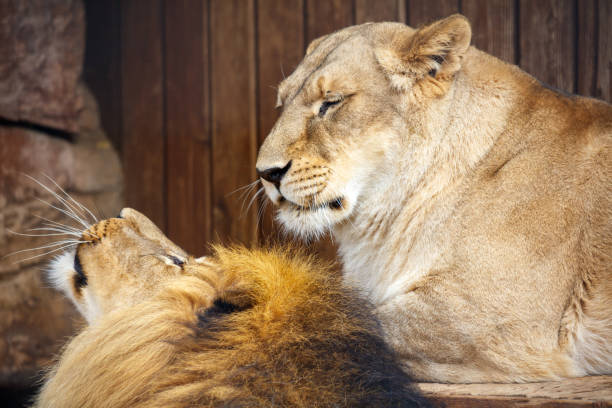 A lion cub nuzzling with its mother – Masai Mara, Kenya