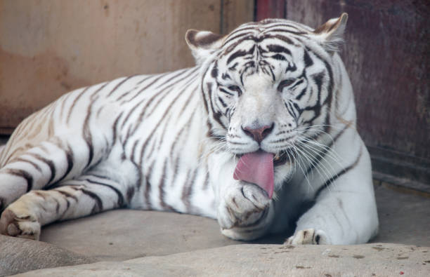 Siberian tiger (Panthera tigris tigris) sticking out its tongue tip.