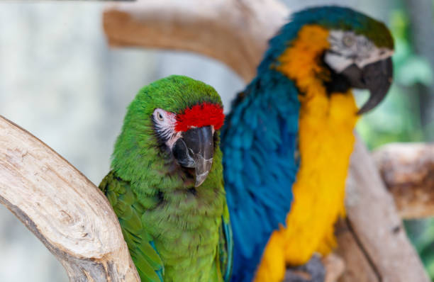 Two parrots are perched on a branch, one green and one yellow. The green parrot is looking at the camera, while the yellow parrot is looking away. The scene is peaceful and calm