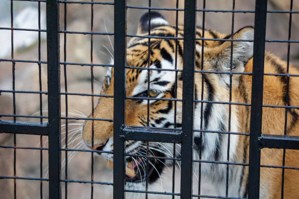 istock A tiger is looking at the camera through a metal cage 2175813544