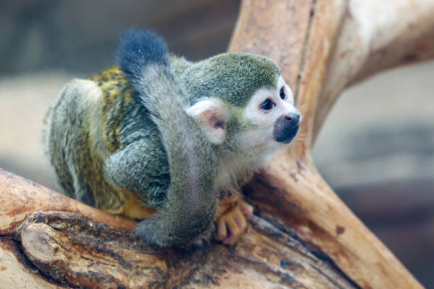 A baby squirrel is sitting on a tree branch. The squirrel is looking at the camera. The branch is brown and has a rough texture