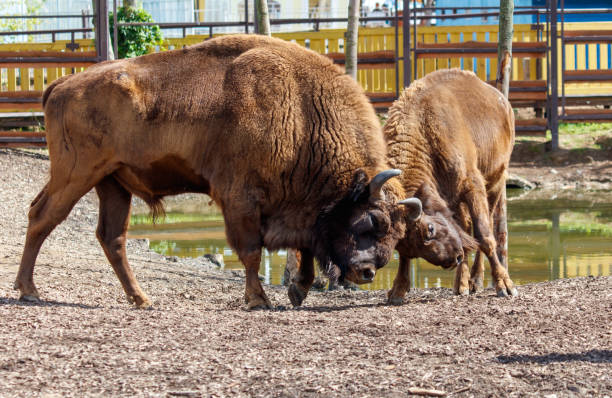 istock Two bisons are fighting in the park 2175813564