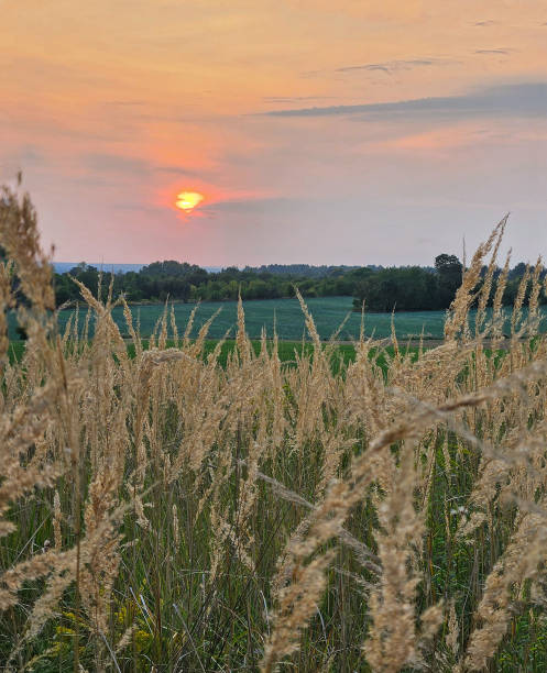 istock Sunset in a field, natural background 2175813672