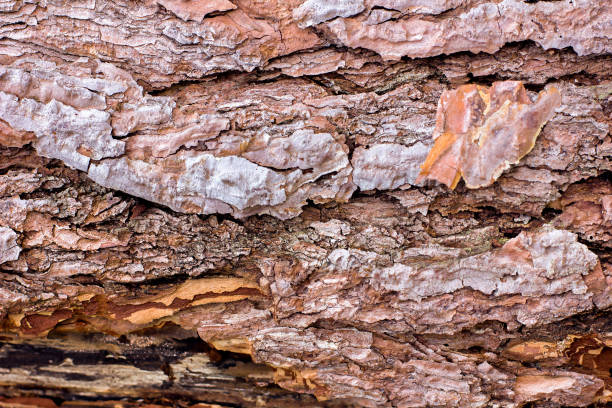 istock Close-up of brown tree bark texture background 2175813886