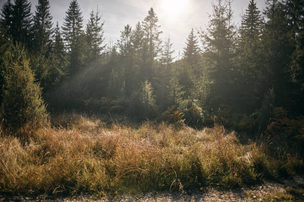 Enjoyable morning at the mountain. Morning sun. Backgrounds.