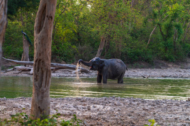 istock Elephant Splashing Water at a Waterhole in the Forest 2175818722