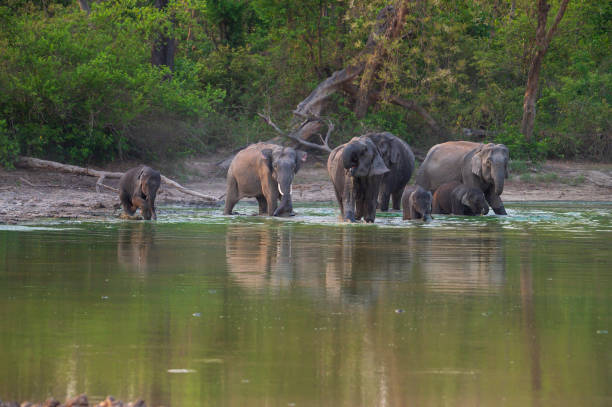 istock Elephant Herd Crossing a Waterhole in a Forest 2175818728
