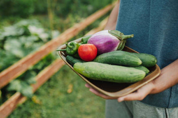 Basket with harvest of different fresh ripe summer autumn vegetables herbs flowers, female hands showing cucumbers. Farmers market, organic farming gardening harvesting, healthy eco eating food