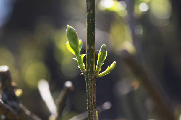 Fresh green growth illuminated by warm spring sun background.