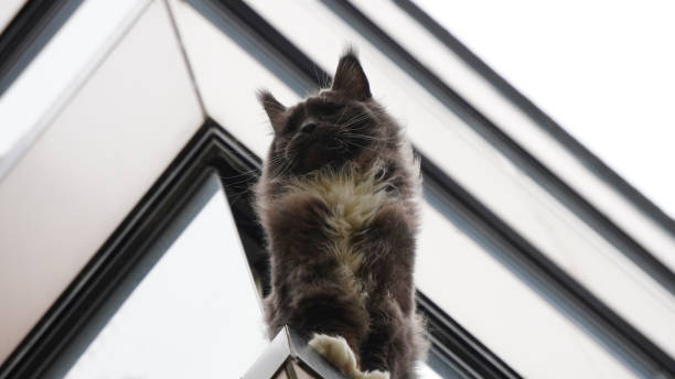 a black fluffy cat sits on the edge of a glazed balcony