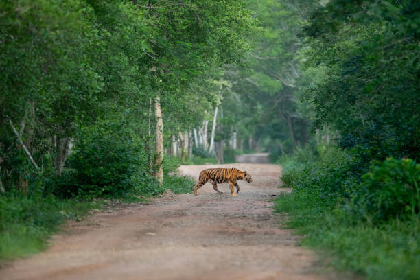 animal, forest, nature, mammal, jungle, india, beautiful, wildlife, wild, safari, large, outdoors, park, asian, trunk, grassland, heavy, species, power, proboscidea, ramnagar,