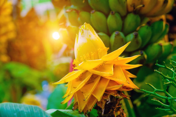 Free picture: Banana tree with a big yellow flower and small