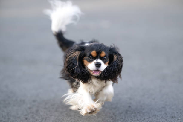 un simpático cavalier king charles spaniel corre felizmente por la calle - cavalier king charles spaniel fotografías e imágenes de stock
