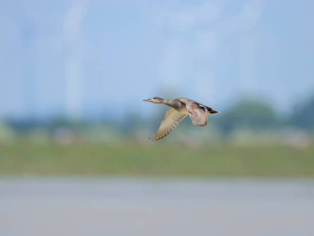 A Gadwall in flight on a sunny day in springtime, blue sky (Austria)