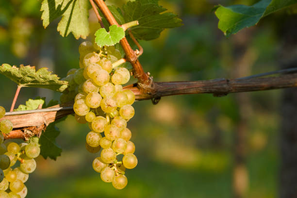 autumn harvest, ripe bunch of grapes in a vineyard