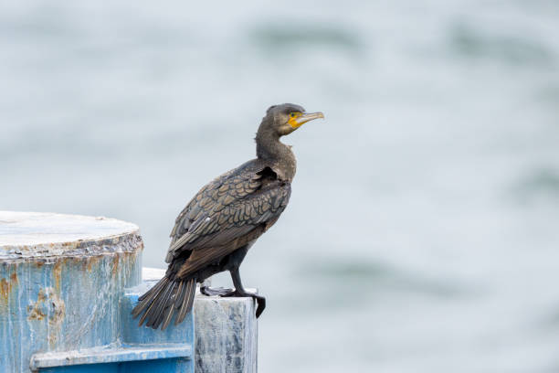 istock A Great Cormorant standing on a pier 2175828396