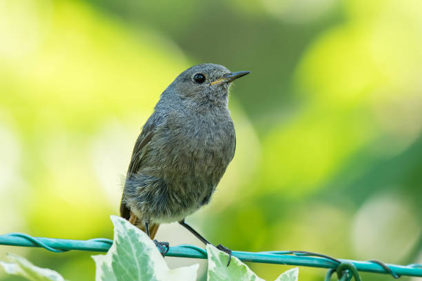 istock A Black Redstart sitting on a fence 2175829137