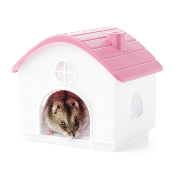 istock A small hamster peeking out from its cozy pink and white house 2175830020