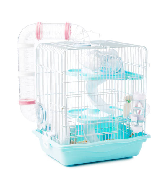 istock A spacious animal cage featuring tunnels, exercise wheel, and various enrichment items 2175830029