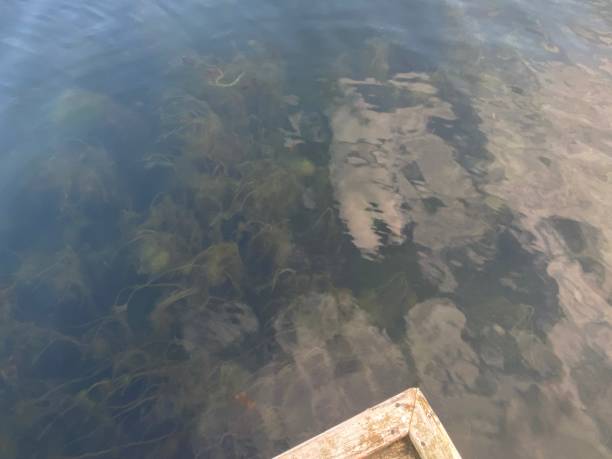 Seascape with reflected clouds from above and seaweed under the surface. Corner of a bridge.