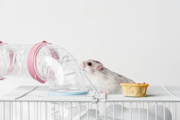 istock A small hamster exploring its cage during a quiet afternoon at home 2175831098