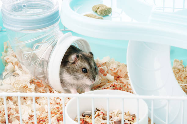 istock A curious hamster exploring its brightly colored habitat on a sunny afternoon 2175831647