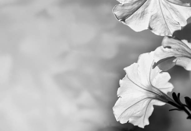 istock photography of roses 2175834018