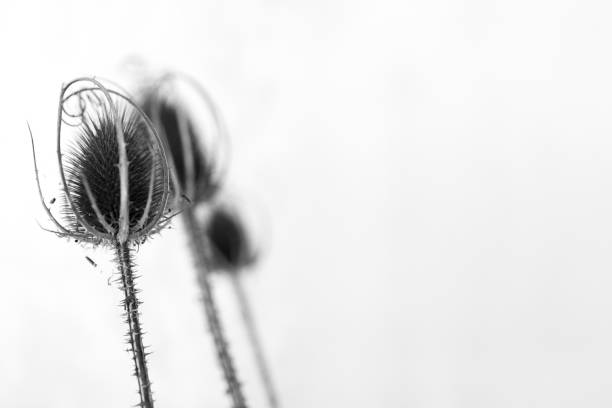 monochromatic close-up photograph of a plant