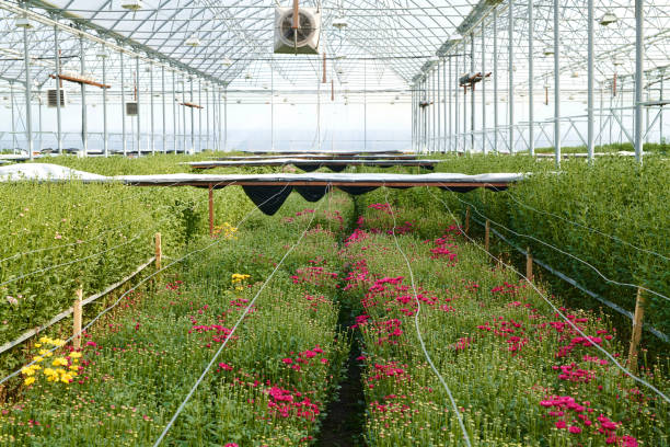Wide angle view at industrial greenhouse with flowerbeds in rows under glass roof, copy space