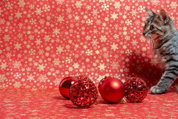 istock Adorable kitten sitting in a festive christmas holiday setting. 2175841285