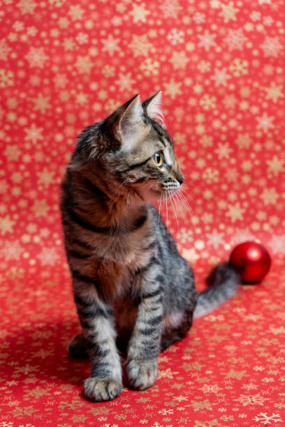 istock Adorable kitten sitting in a festive christmas holiday setting. 2175841289
