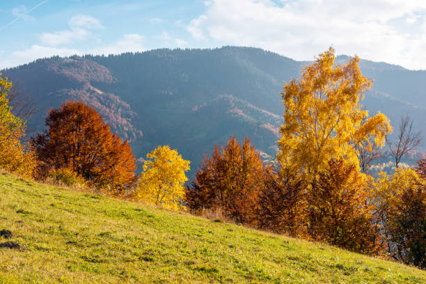 istock autumn landscape in carpathian mountains 2175842139