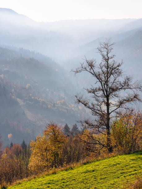 istock landscape with forest on a foggy morning 2175842191