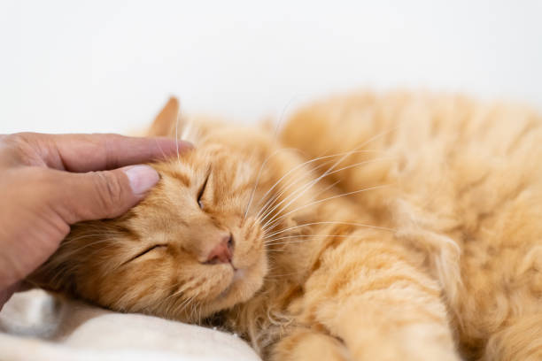istock Owner stroking a cute cat 2175842294