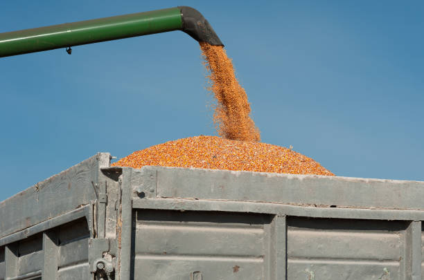 loading corn grain from the harvester into the trailer, agricultural machinery works in the field and fills the trailer with corn. It's autumn time. Farming concept.