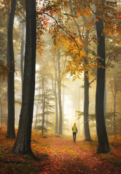 istock Beautiful forest with autumn fog and a hiker on a path 2175844597