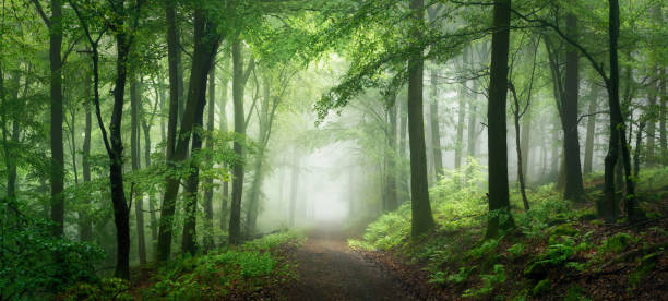 istock Dreamy panoramic scenery with fog in a green forest 2175844643