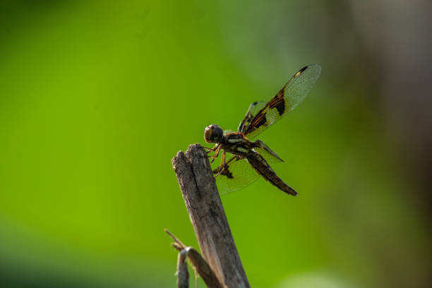 A close-up photo of a Common Whitetail Dragonfly, showcasing its intricate patterns and vibrant colors.