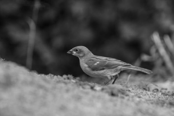 A Common Chaffinch in black and white, foraging for food on the ground.