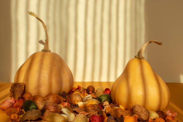 Butternut squash and autumn decoration on sunlight. Still life