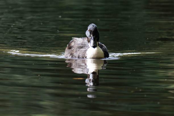 istock Mallard duck with a white throat 2175847299